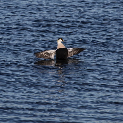 Cormorant - NHP210